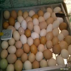 Инкубатор для куриных яиц своими руками: инструкции, советы, описания